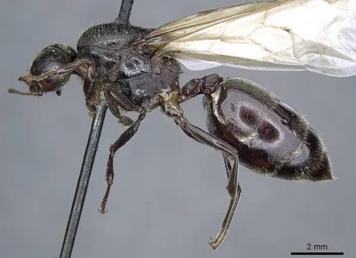 Crematogaster aegyptiaca specimen CASENT0905760 image casent0905760_3