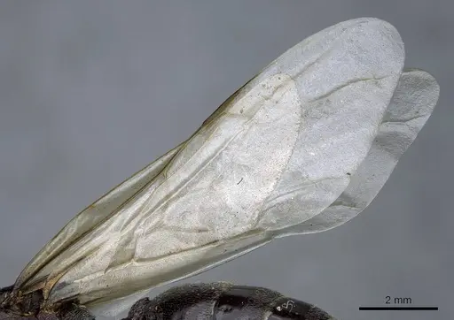 Crematogaster aegyptiaca specimen CASENT0905760 image casent0905760_4