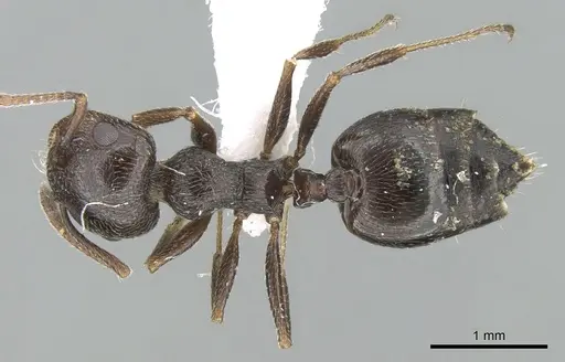 Crematogaster aegyptiaca specimen CASENT0906375 image casent0906375_1