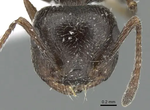 Crematogaster aegyptiaca specimen CASENT0906375 image casent0906375_2