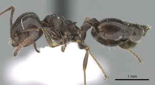 Crematogaster aegyptiaca specimen CASENT0906375 image casent0906375_3