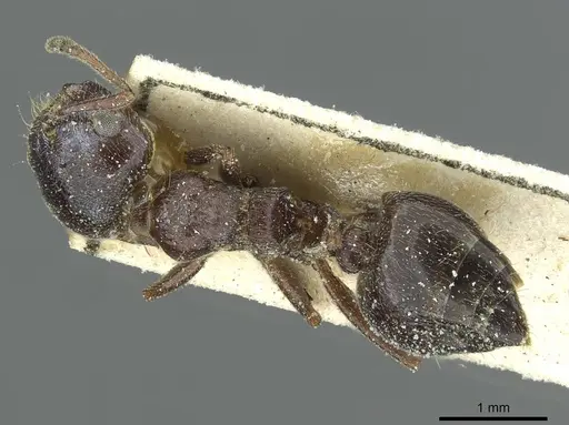 Crematogaster aegyptiaca specimen CASENT0912635 image casent0912635_1