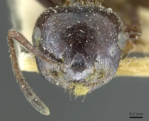 Crematogaster aegyptiaca specimen CASENT0912635 image casent0912635_2