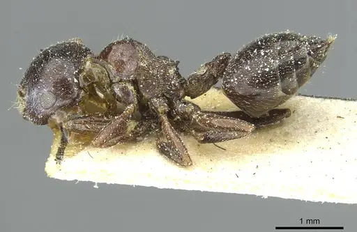 Crematogaster aegyptiaca specimen CASENT0912635 image casent0912635_3