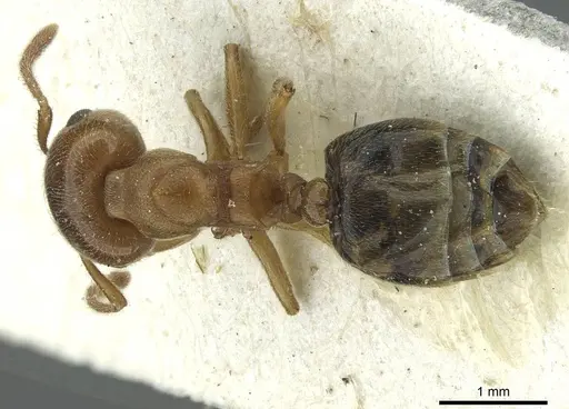 Crematogaster aegyptiaca specimen CASENT0912636 image casent0912636_1