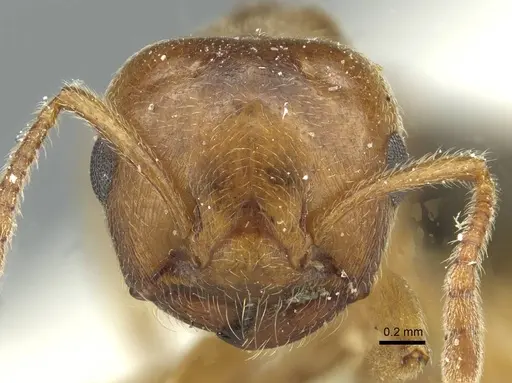 Crematogaster aegyptiaca specimen CASENT0912636 image casent0912636_2