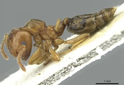 Crematogaster aegyptiaca specimen CASENT0912636 image casent0912636_3