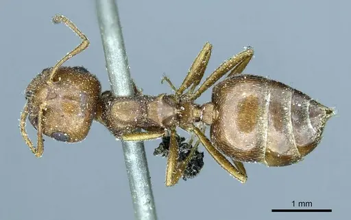 Crematogaster aegyptiaca specimen CASENT0916082 image casent0916082_1