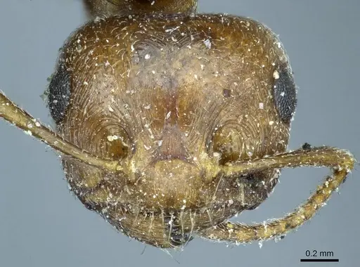 Crematogaster aegyptiaca specimen CASENT0916082 image casent0916082_2