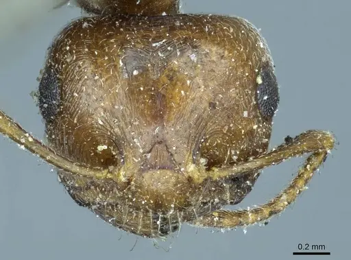 Crematogaster aegyptiaca specimen CASENT0916082 image casent0916082_3