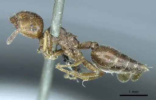 Crematogaster aegyptiaca specimen CASENT0916082 image casent0916082_4