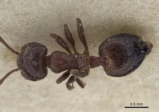 Crematogaster afghanica specimen CASENT0916604 image casent0916604_1