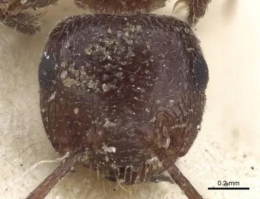 Crematogaster afghanica specimen CASENT0916604 image casent0916604_2