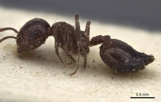Crematogaster afghanica specimen CASENT0916604 image casent0916604_3