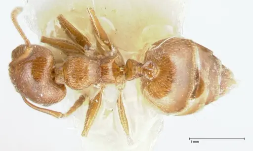 Crematogaster afghanica specimen FOCOL1798-1 image focol1798-1_1