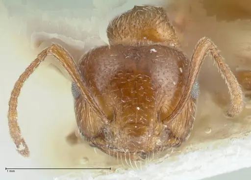 Crematogaster afghanica specimen FOCOL1798-1 image focol1798-1_2