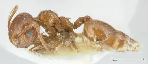 Crematogaster afghanica specimen FOCOL1798-1 image focol1798-1_3