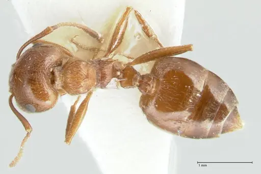 Crematogaster afghanica specimen FOCOL1798-2 image focol1798-2_1
