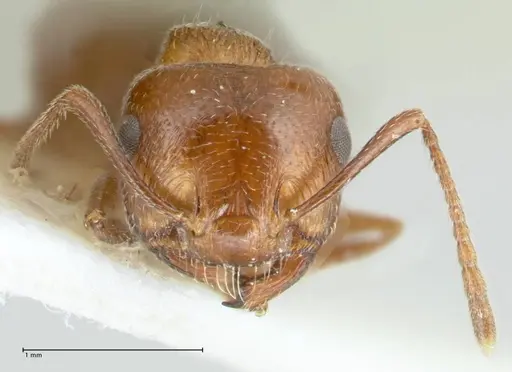 Crematogaster afghanica specimen FOCOL1798-2 image focol1798-2_2