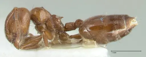 Crematogaster afghanica specimen FOCOL1798-2 image focol1798-2_3