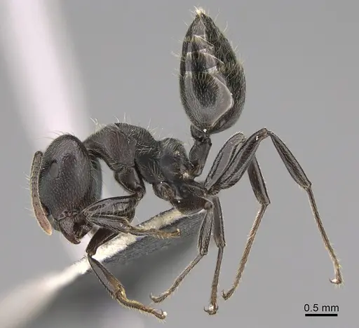 Crematogaster africana specimen CASENT0170327 image casent0170327_1