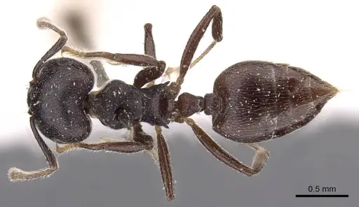 Crematogaster africana specimen CASENT0908617 image casent0908617_1