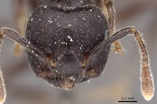 Crematogaster africana specimen CASENT0908617 image casent0908617_2