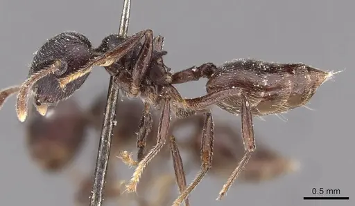 Crematogaster africana specimen CASENT0908617 image casent0908617_3