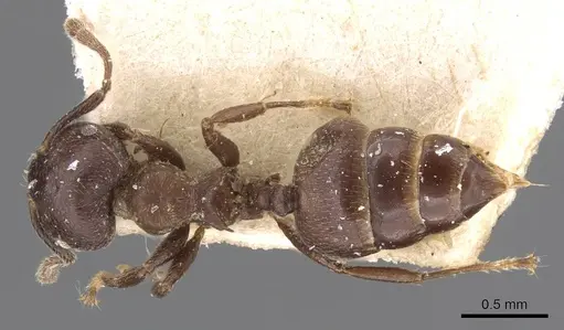 Crematogaster africana specimen CASENT0908618 image casent0908618_1