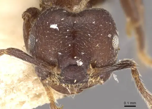 Crematogaster africana specimen CASENT0908618 image casent0908618_2