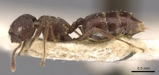 Crematogaster africana specimen CASENT0908618 image casent0908618_3