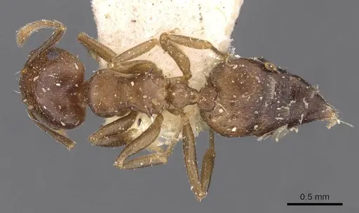 Crematogaster africana specimen CASENT0908619 image casent0908619_1