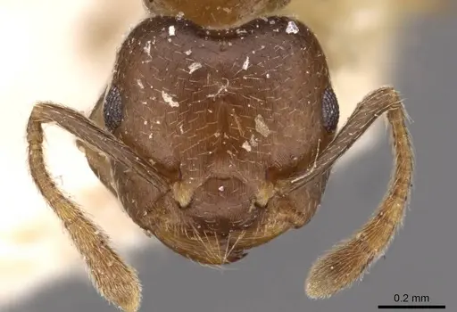 Crematogaster africana specimen CASENT0908619 image casent0908619_2