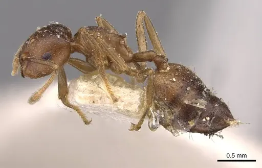 Crematogaster africana specimen CASENT0908619 image casent0908619_3