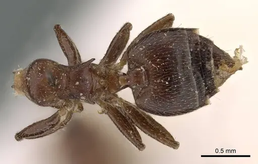 Crematogaster africana specimen CASENT0908620 image casent0908620_1