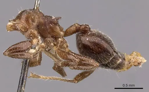 Crematogaster africana specimen CASENT0908620 image casent0908620_2