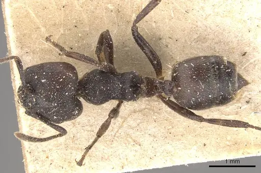 Crematogaster africana specimen CASENT0908628 image casent0908628_1