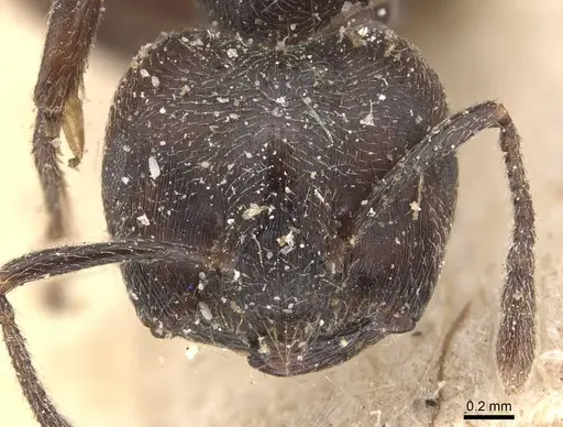 Crematogaster africana specimen CASENT0908628 image casent0908628_2