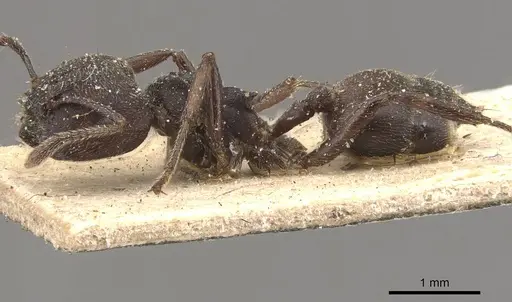 Crematogaster africana specimen CASENT0908628 image casent0908628_3