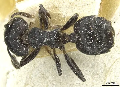 Crematogaster africana specimen CASENT0912622 image casent0912622_1