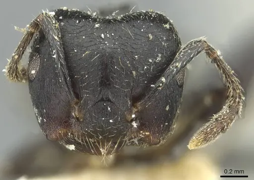 Crematogaster africana specimen CASENT0912622 image casent0912622_2