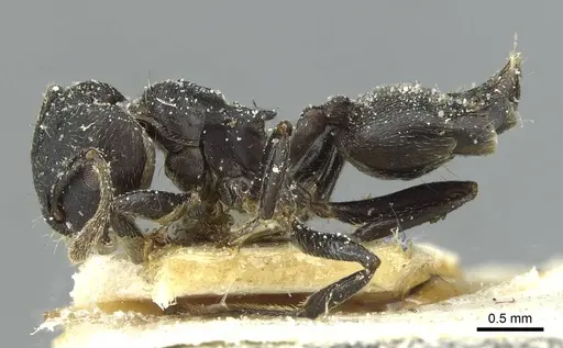 Crematogaster africana specimen CASENT0912622 image casent0912622_3