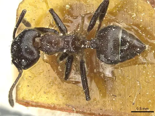 Crematogaster africana specimen CASENT0912623 image casent0912623_1