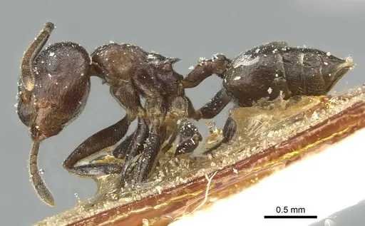 Crematogaster africana specimen CASENT0912623 image casent0912623_3