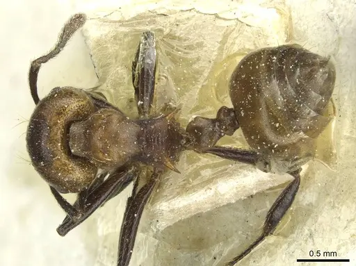 Crematogaster africana specimen CASENT0912624 image casent0912624_1
