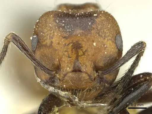 Crematogaster africana specimen CASENT0912624 image casent0912624_2