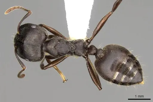Crematogaster africana specimen CASENT0914284 image casent0914284_1