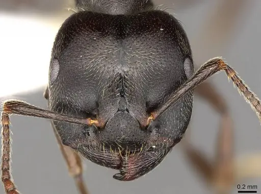 Crematogaster africana specimen CASENT0914284 image casent0914284_2