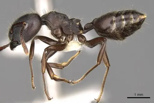 Crematogaster africana specimen CASENT0914284 image casent0914284_3