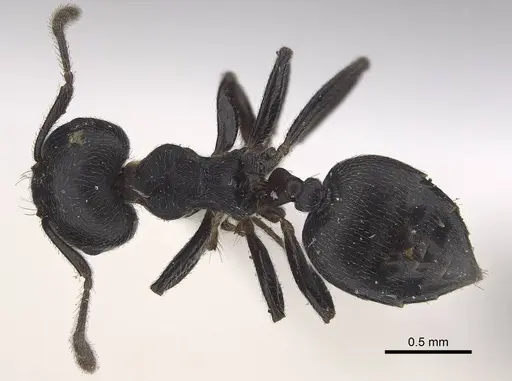 Crematogaster africana specimen CASENT0919658 image casent0919658_1